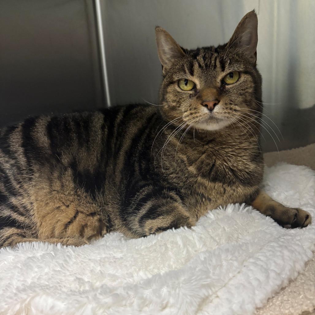 Priscilla, Adoptable, Adult Female Domestic Short Hair.