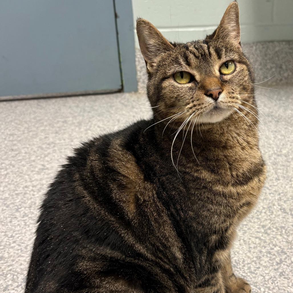 Priscilla, Adoptable, Adult Female Domestic Short Hair.