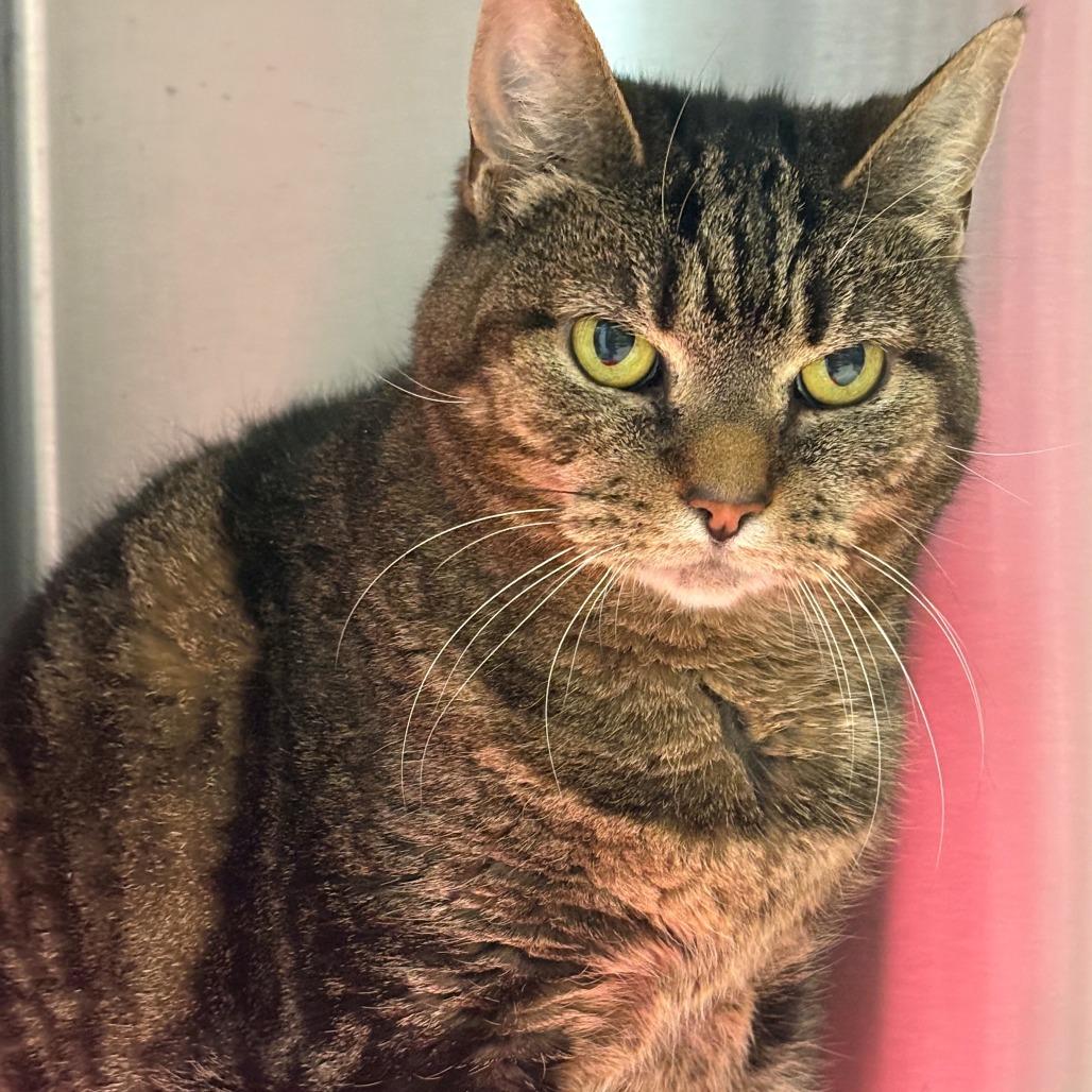 Priscilla, Adoptable, Adult Female Domestic Short Hair.