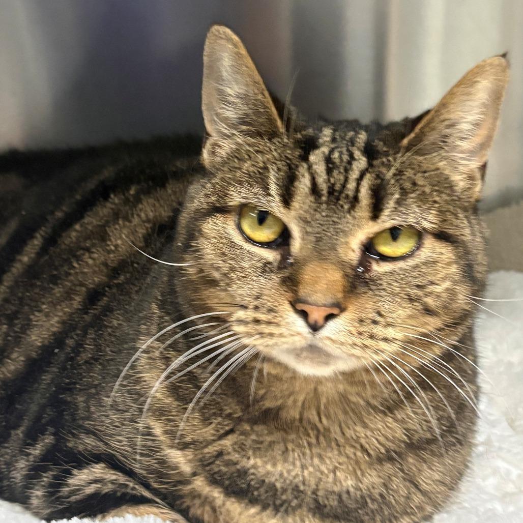 Enlarge Priscilla, a Adoptable Domestic Short Hair in East Hanover, NJ image 2/2