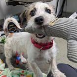 Enlarge Brody, an adopted mixed breed in Worcester, MA image 1/3