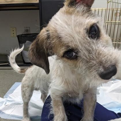 Enlarge Brody, an adopted mixed breed in Worcester, MA image 2/3