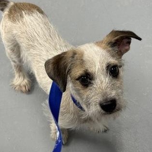 Enlarge Brody, an adopted mixed breed in Worcester, MA image 3/3