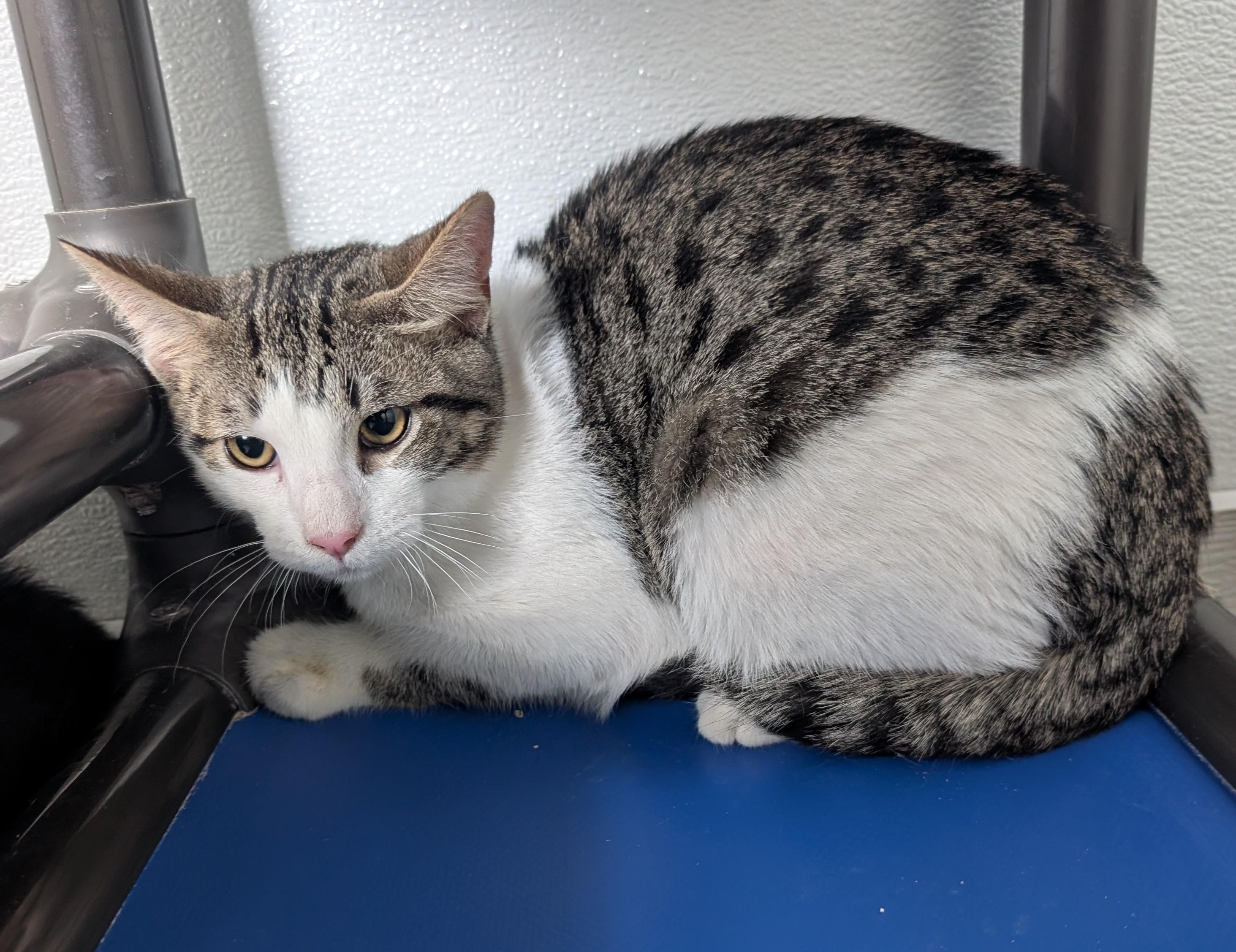 Beau, adopted, Young Male Domestic Short Hair.