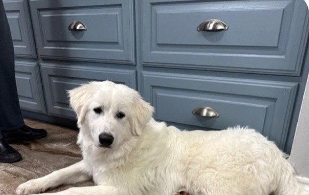 Jeff, an adopted Great Pyrenees in Spring, TX image 1/2