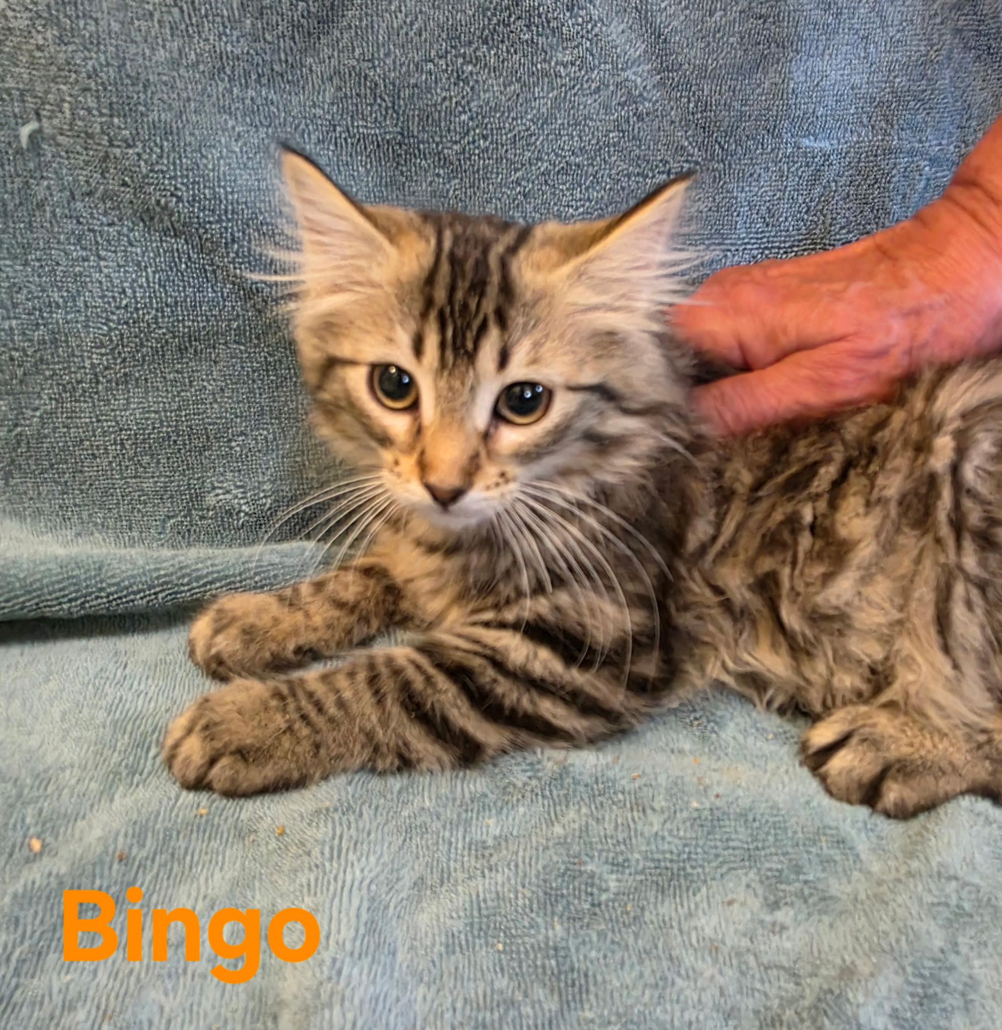 Enlarge Bingo, a ADOPTABLE Tabby in Wheeling, IL image 1/1
