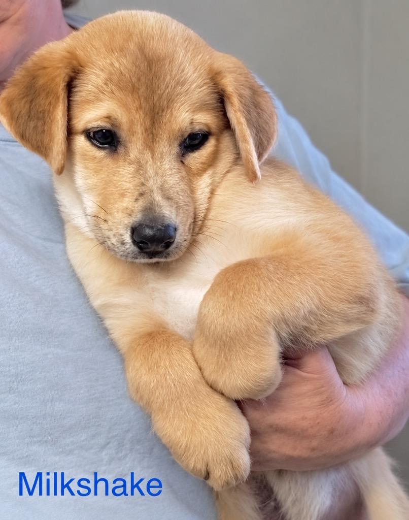 Milkshake, Adoptable, Puppy Male Carolina Dog & Cattle Dog.
