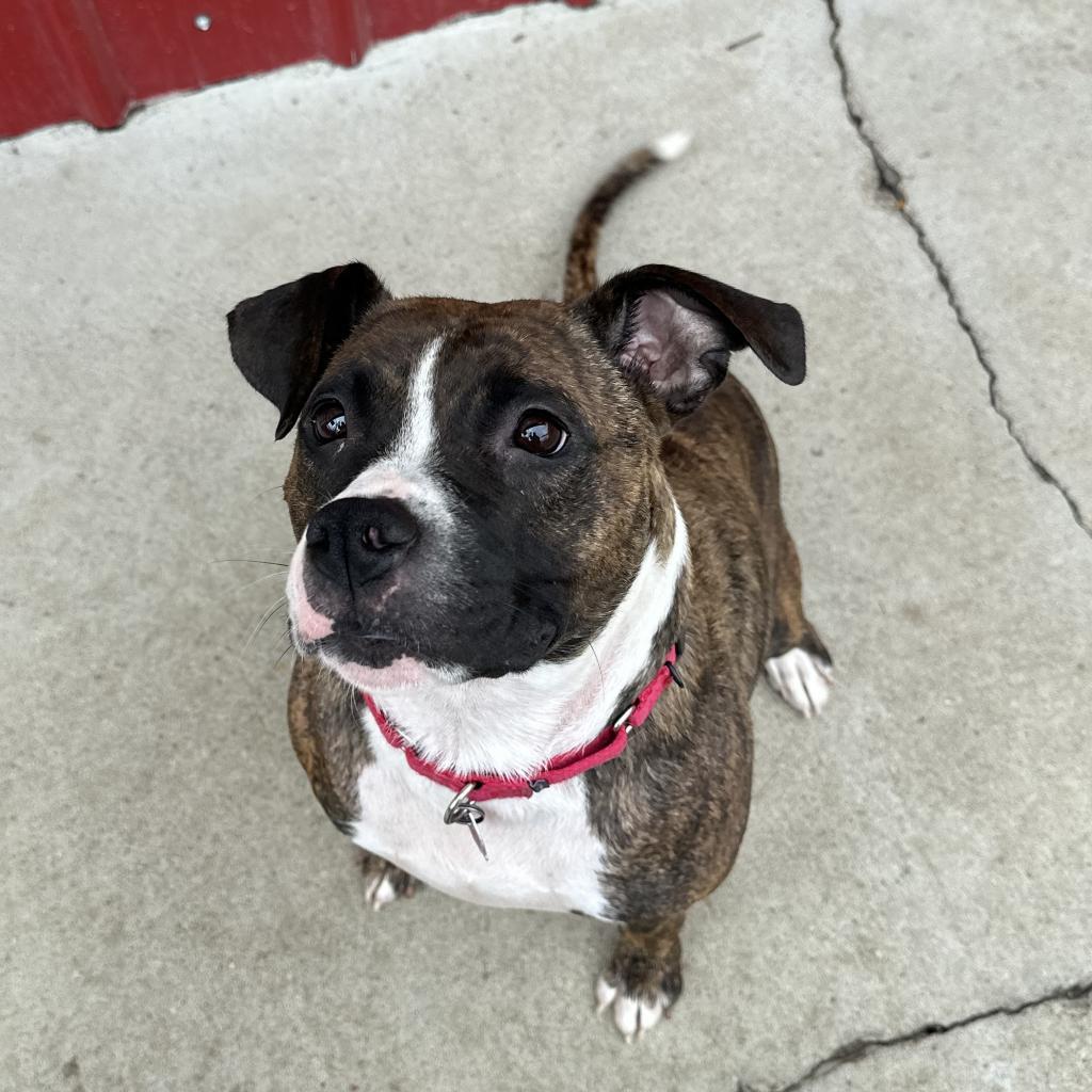 Reese, Adoptable, Adult Female Boxer & Mixed Breed.