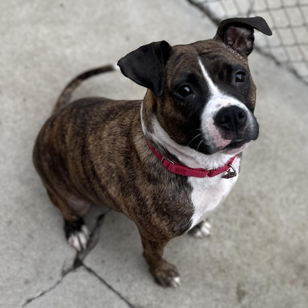 Enlarge Reese, a Adoptable mixed breed in Delaware, OH image 2/6