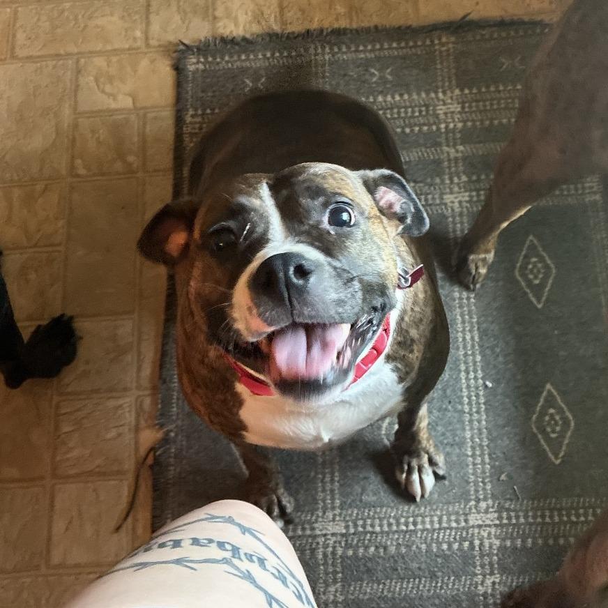 Enlarge Reese, a Adoptable mixed breed in Delaware, OH image 3/6