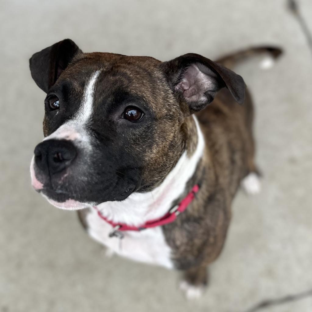 Enlarge Reese, a Adoptable mixed breed in Delaware, OH image 4/6