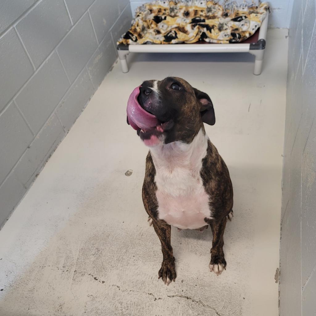 Enlarge Reese, a Adoptable mixed breed in Delaware, OH image 5/6