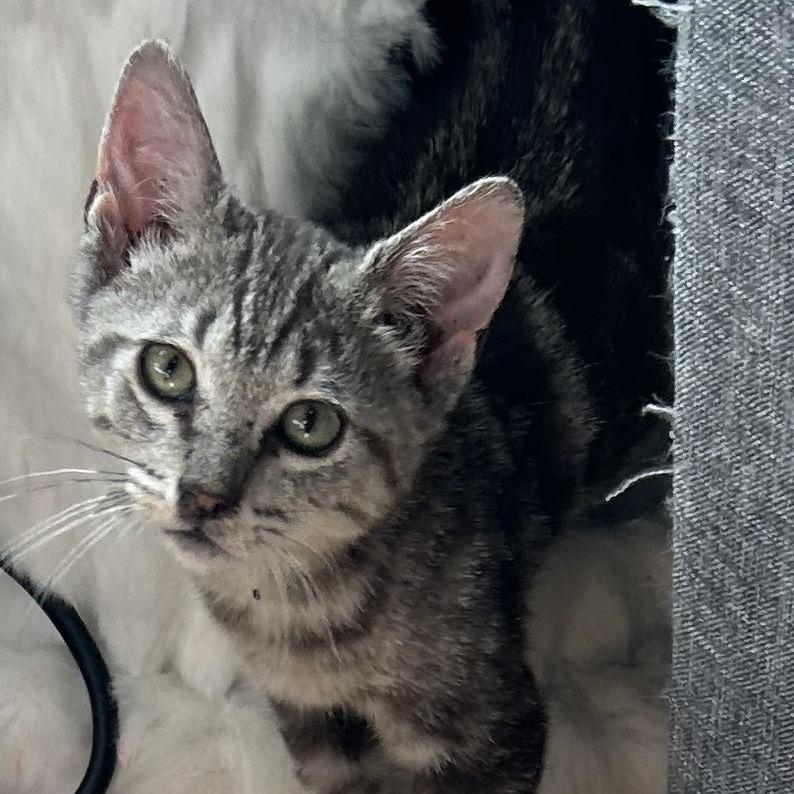 B-Jethro, Adoptable, Young Male Domestic Short Hair.