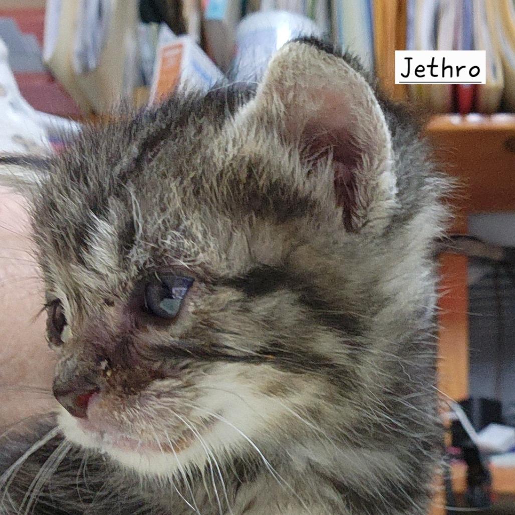 Enlarge B-Jethro, a Adoptable Domestic Short Hair in Arizona City, AZ image 2/5