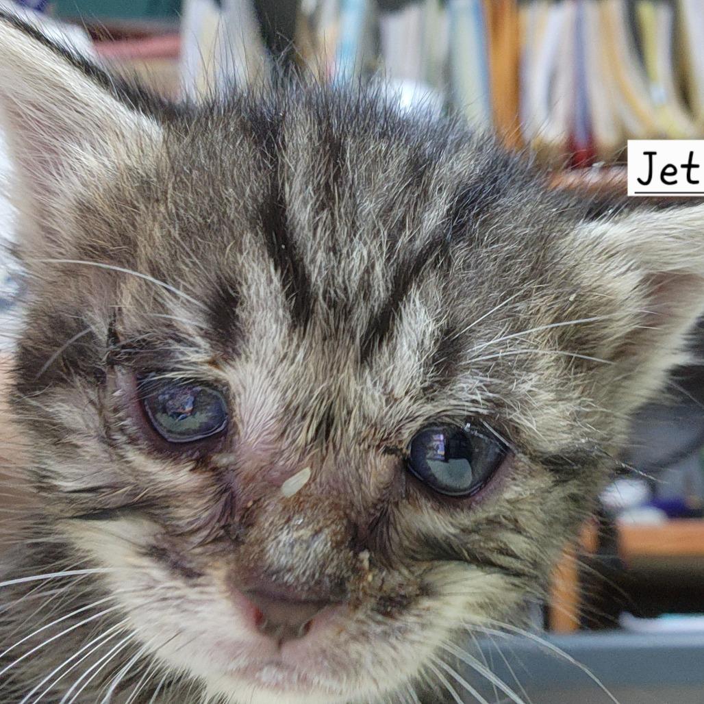 Enlarge B-Jethro, a Adoptable Domestic Short Hair in Arizona City, AZ image 3/5