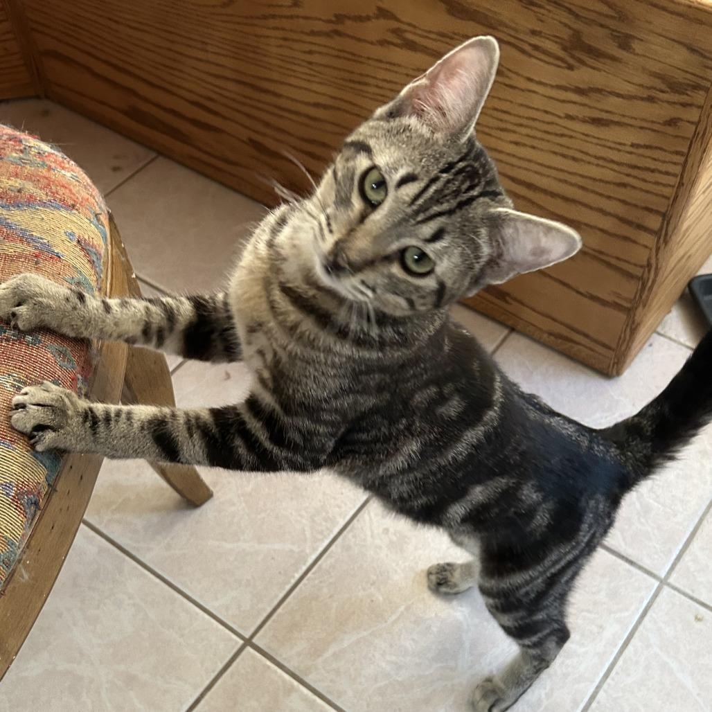 Enlarge B-Jethro, a Adoptable Domestic Short Hair in Arizona City, AZ image 4/5