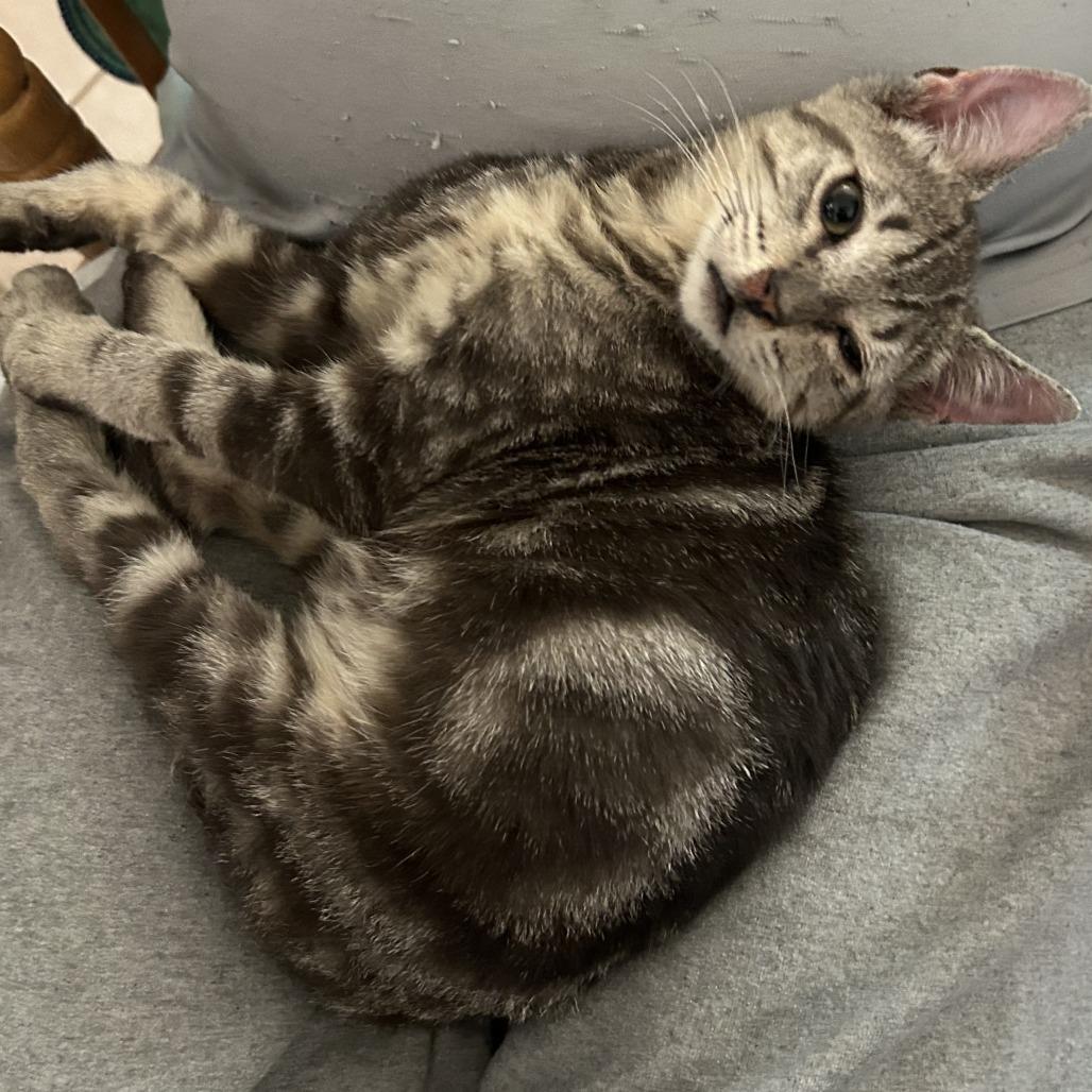 Enlarge B-Jethro, a Adoptable Domestic Short Hair in Arizona City, AZ image 5/5