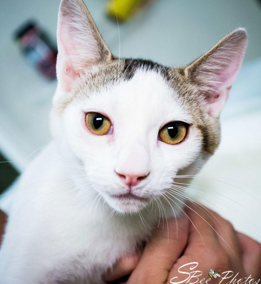 Loki (Petey), a Adoptable Domestic Short Hair in St. Cloud, FL image 1/3