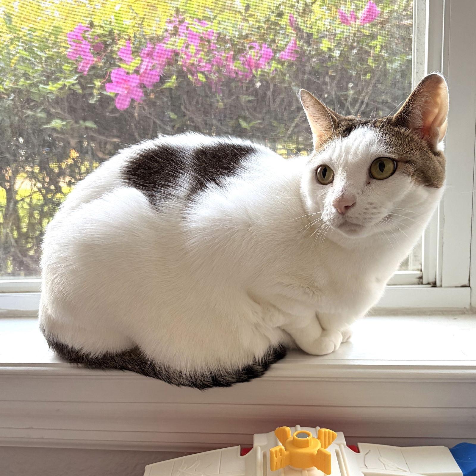 Loki (Petey), a Adoptable Domestic Short Hair in St. Cloud, FL image 2/3