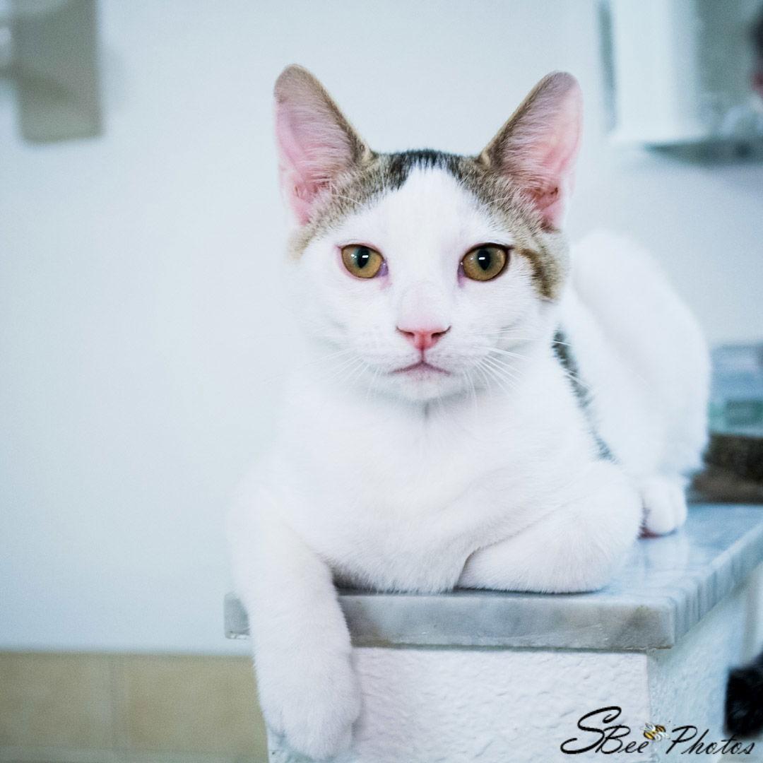 Loki (Petey), a Adoptable Domestic Short Hair in St. Cloud, FL image 3/3