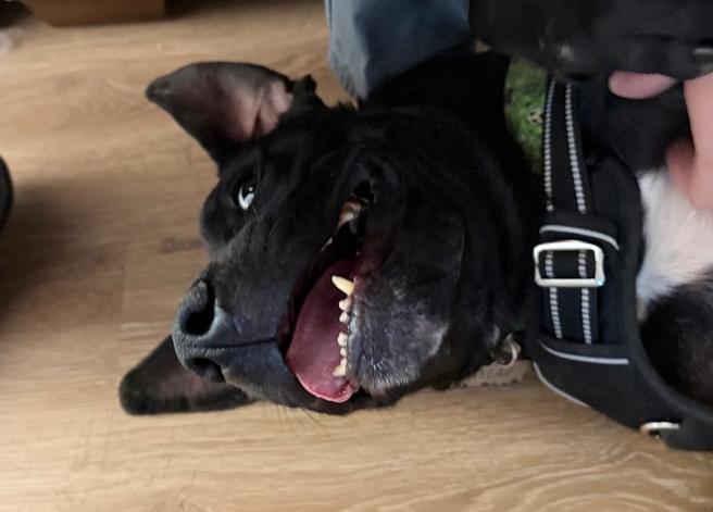 Enlarge Kylar, a Adoptable mixed breed in Los Angeles, CA image 1/6