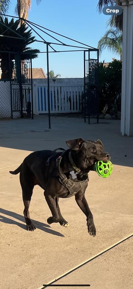 Enlarge Kylar, a Adoptable mixed breed in Los Angeles, CA image 2/6