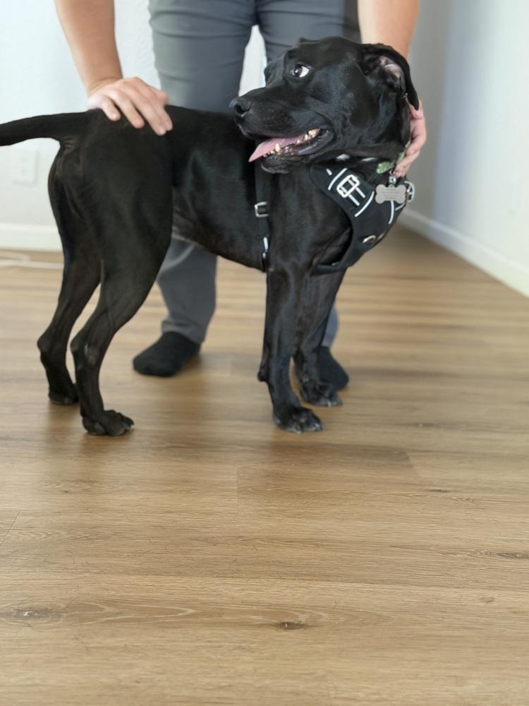 Enlarge Kylar, a Adoptable mixed breed in Los Angeles, CA image 3/6