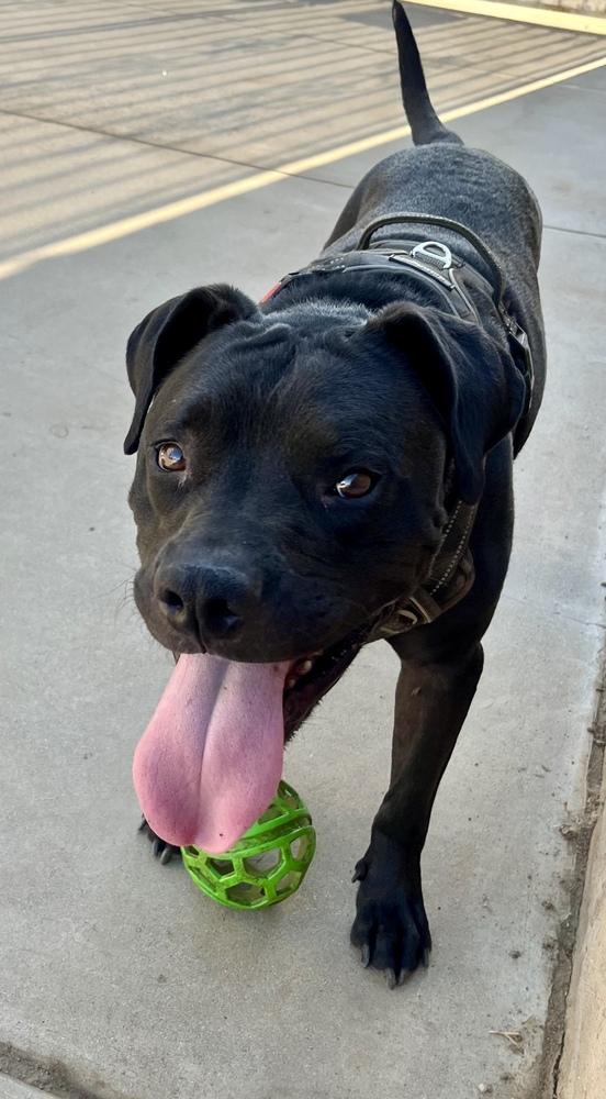 Enlarge Kylar, a Adoptable mixed breed in Los Angeles, CA image 4/6