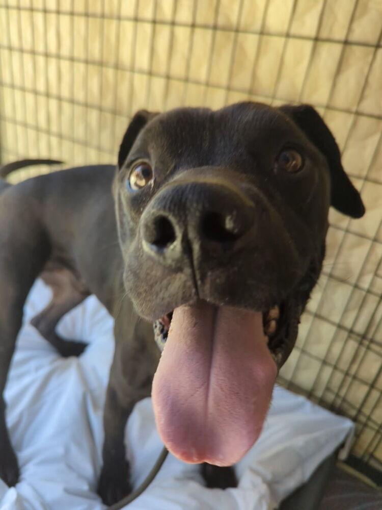 Enlarge Kylar, a Adoptable mixed breed in Los Angeles, CA image 6/6