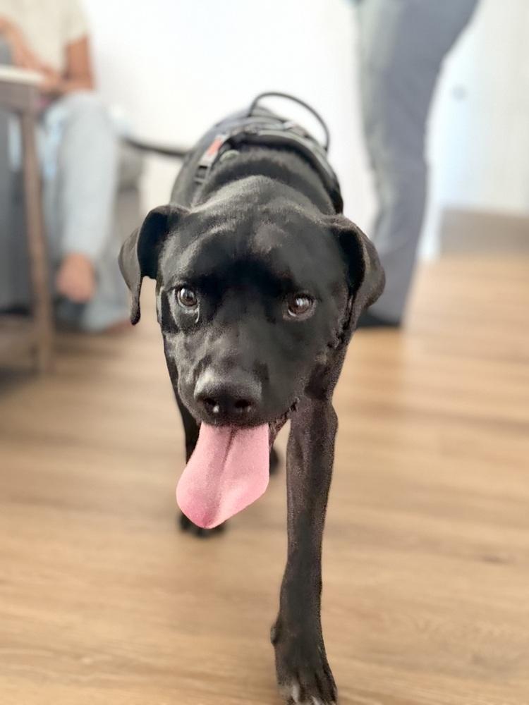 Enlarge Kylar, a Adoptable mixed breed in Los Angeles, CA image 5/6