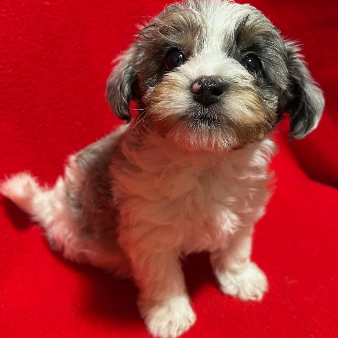 Enlarge Tyke, a ADOPTABLE Yorkie Poo in Bartonsville, PA image 3/4