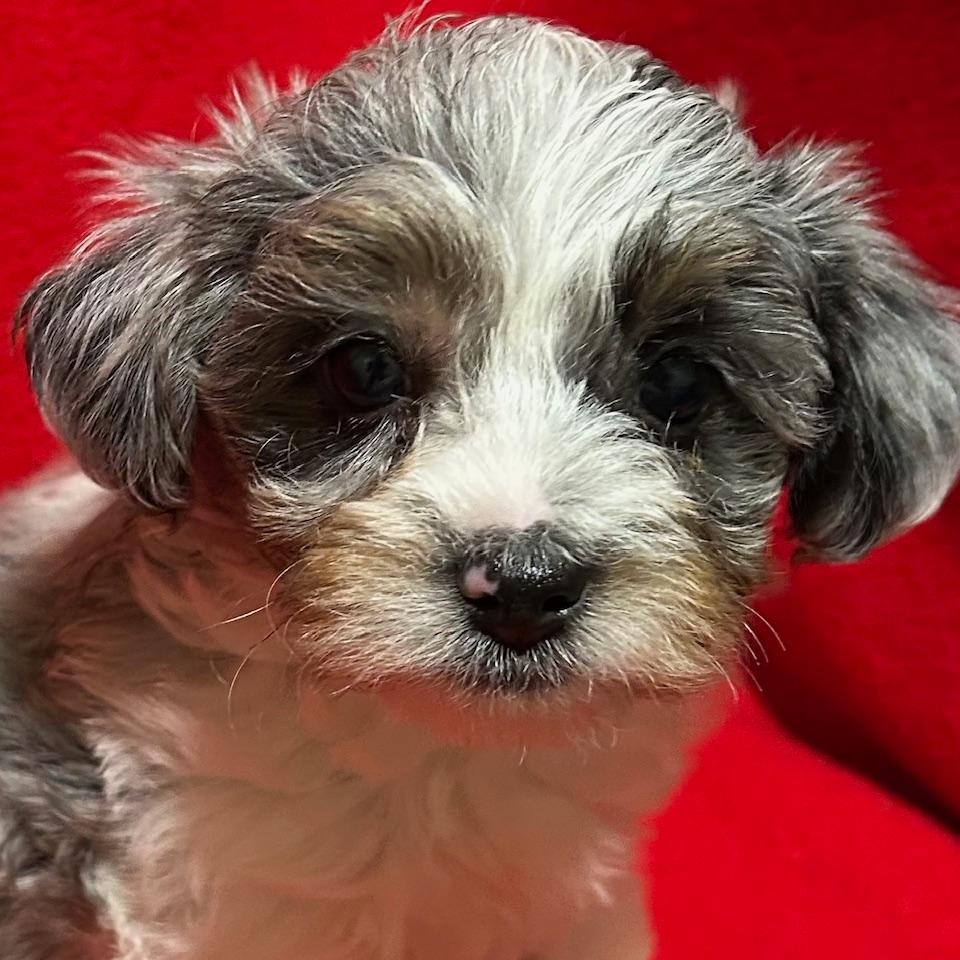 Enlarge Tyke, a ADOPTABLE Yorkie Poo in Bartonsville, PA image 2/4