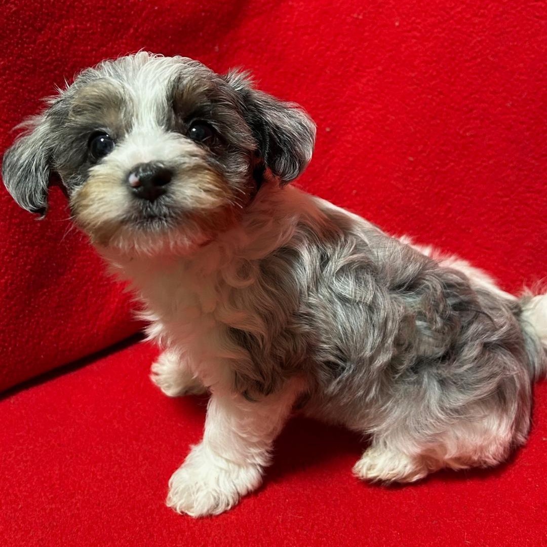 Enlarge Tyke, a ADOPTABLE Yorkie Poo in Bartonsville, PA image 4/4