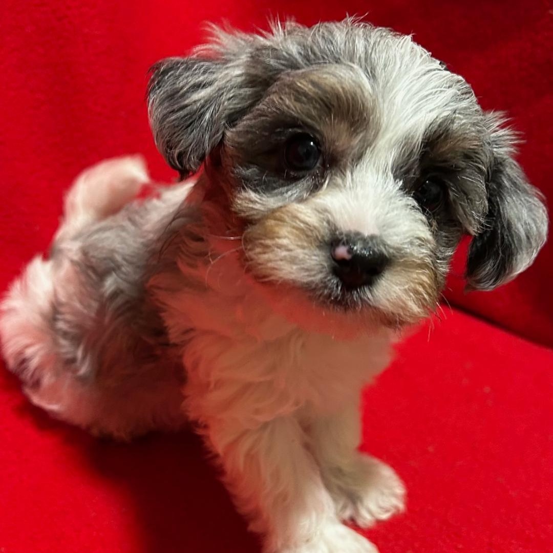 Tyke, ADOPTABLE, Puppy Male Yorkie Poo.