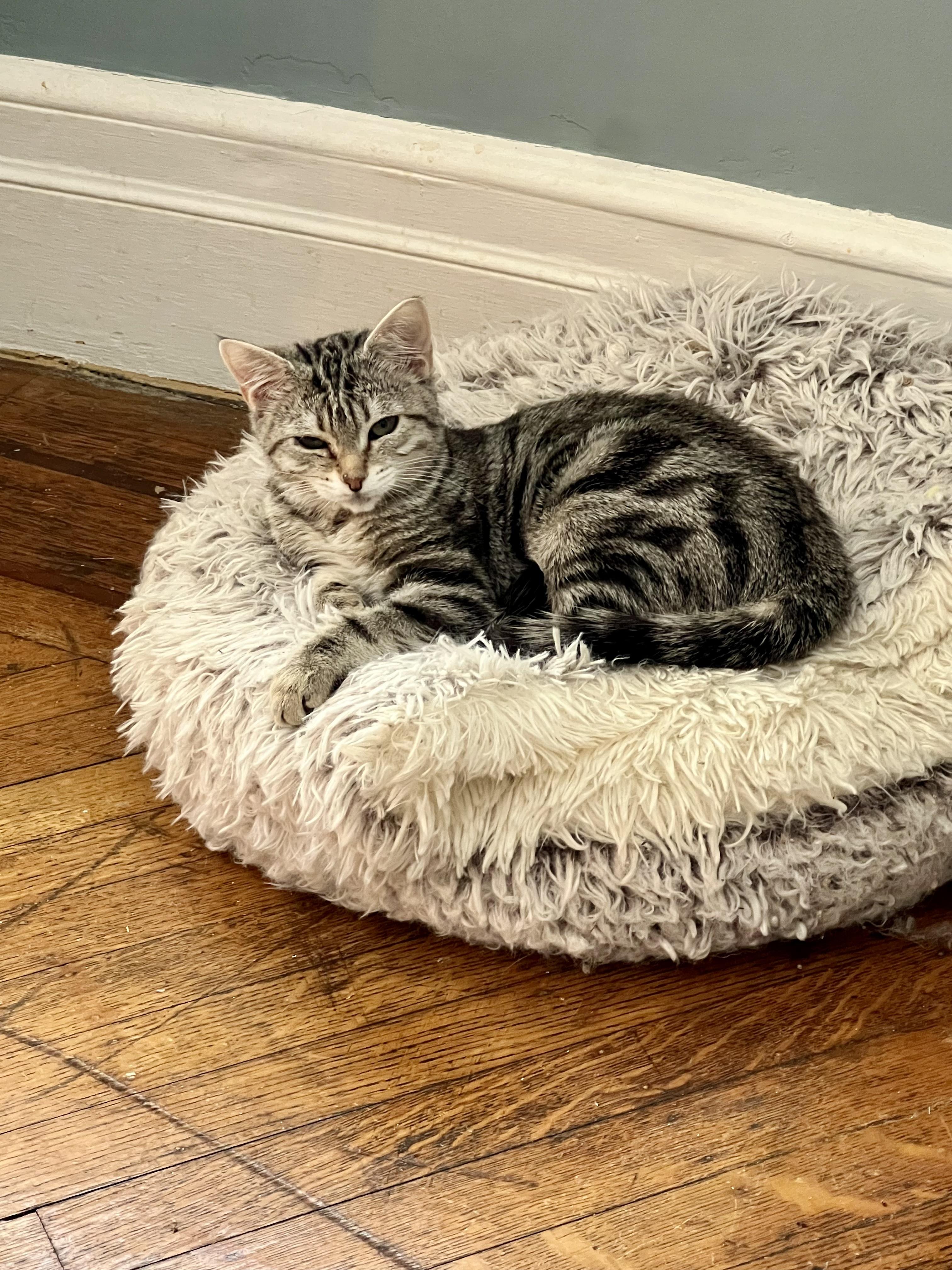 Enlarge Ramona, a Adoptable Domestic Short Hair in Jersey City, NJ image 1/1