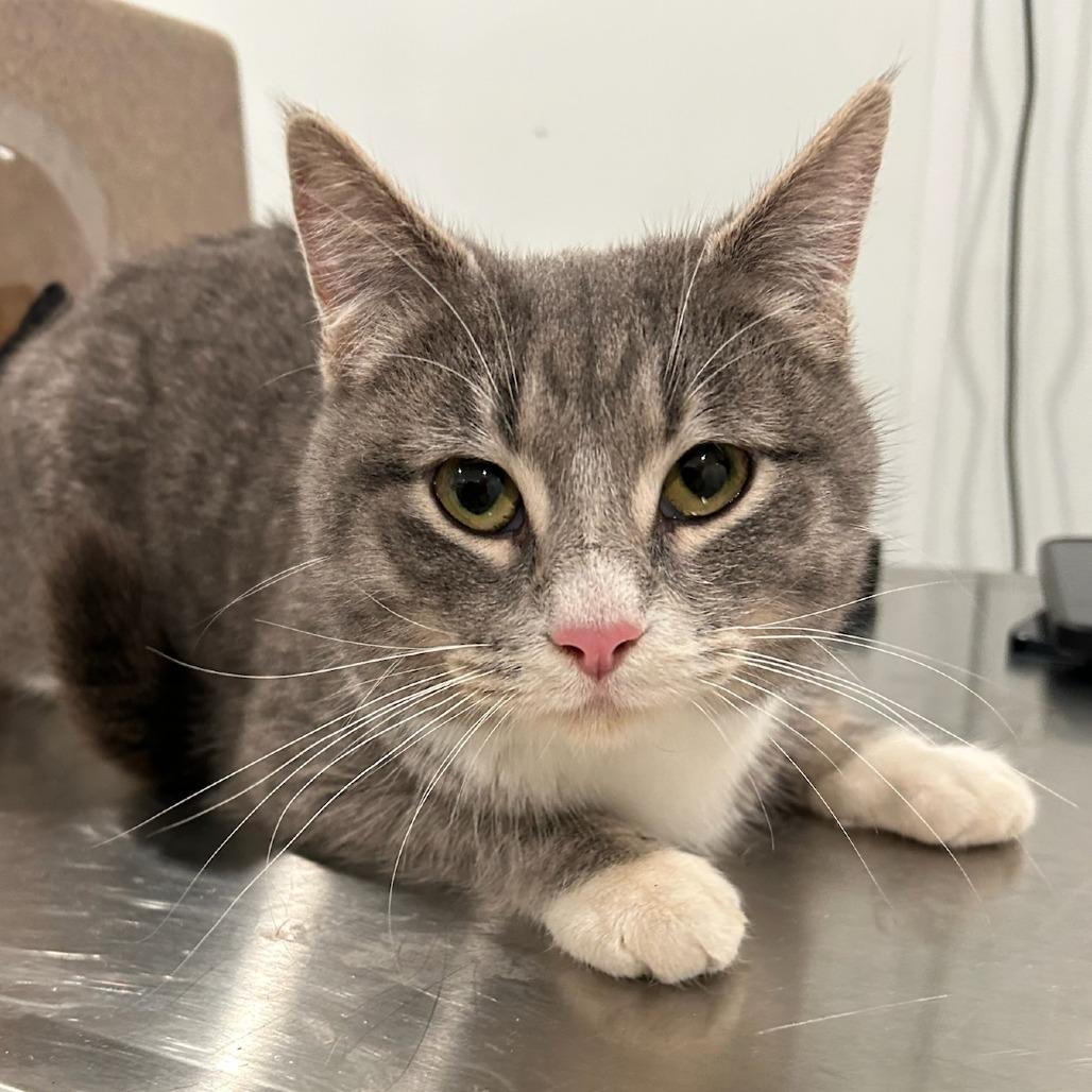 Enlarge Strawberry Jam - Petsmart Belleville, a Adoptable Domestic Medium Hair in Belleville, IL image 1/1