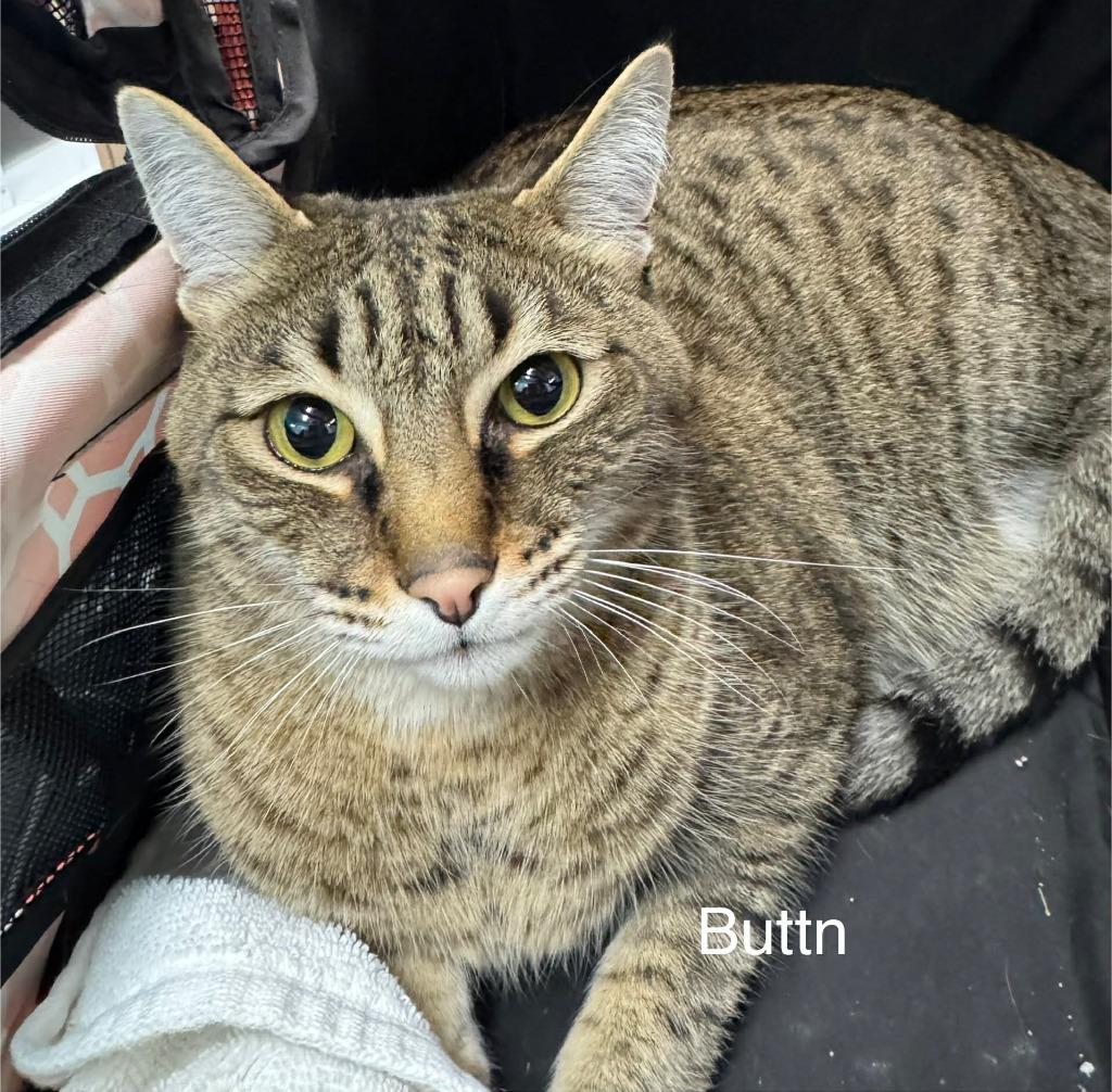 Buttn, a Adoptable Bengal in Utica, MI image 1/4