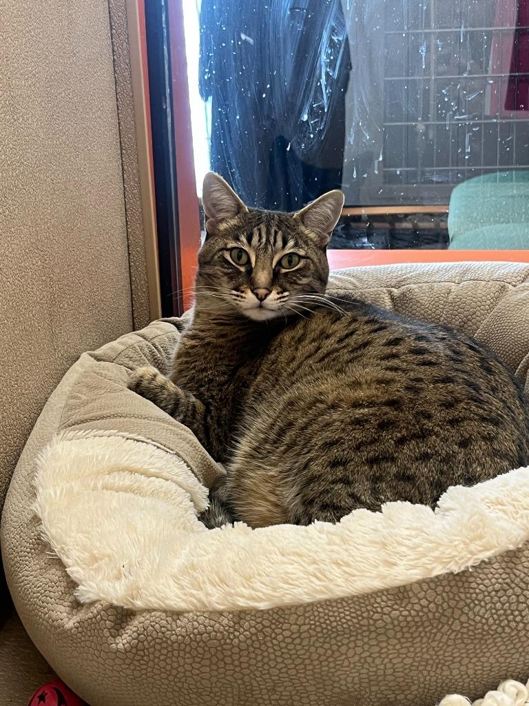 Buttn, a Adoptable Bengal in Utica, MI image 2/4