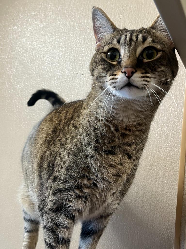 Buttn, a Adoptable Bengal in Utica, MI image 3/4