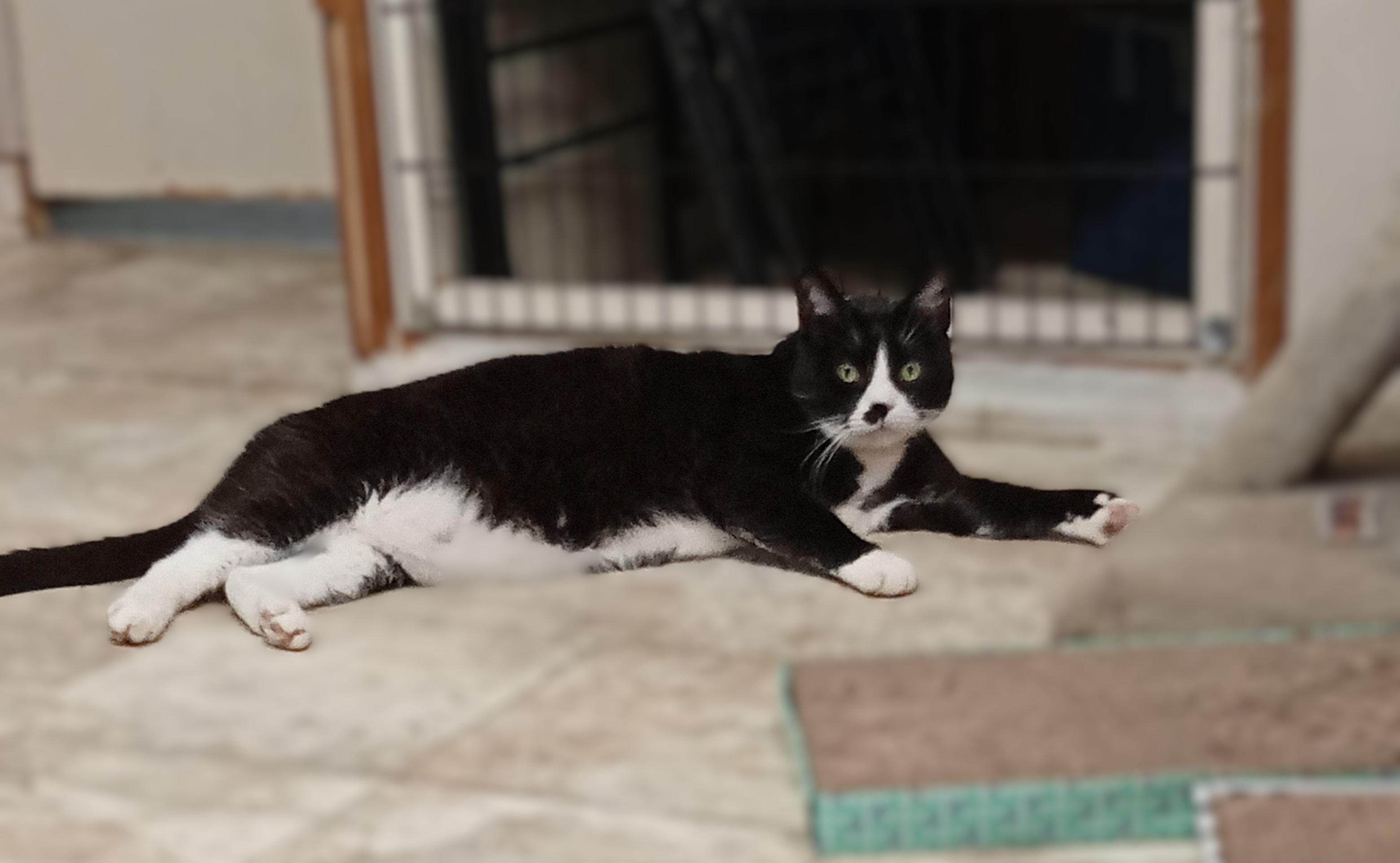 Lawrence, a Adoptable Domestic Short Hair in Chehalis, WA image 2/6