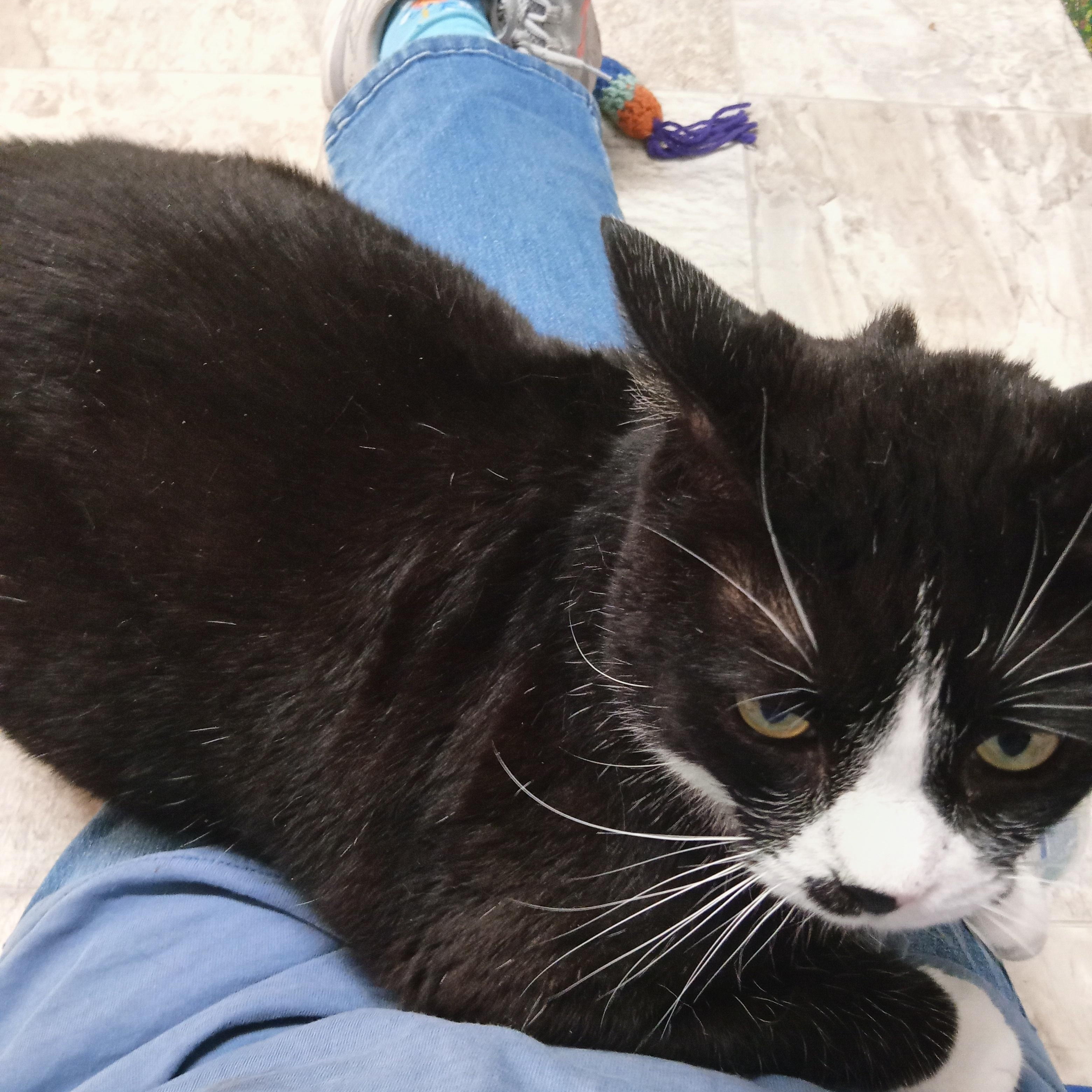 Lawrence, a Adoptable Domestic Short Hair in Chehalis, WA image 3/6