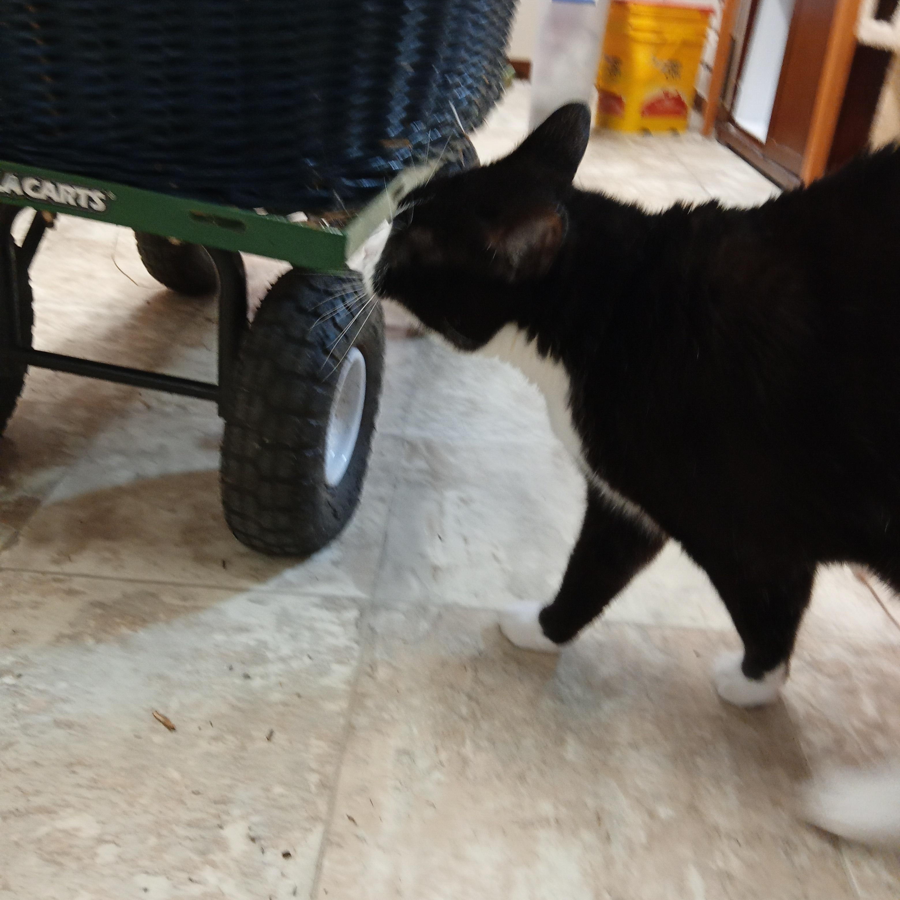 Lawrence, a Adoptable Domestic Short Hair in Chehalis, WA image 4/6