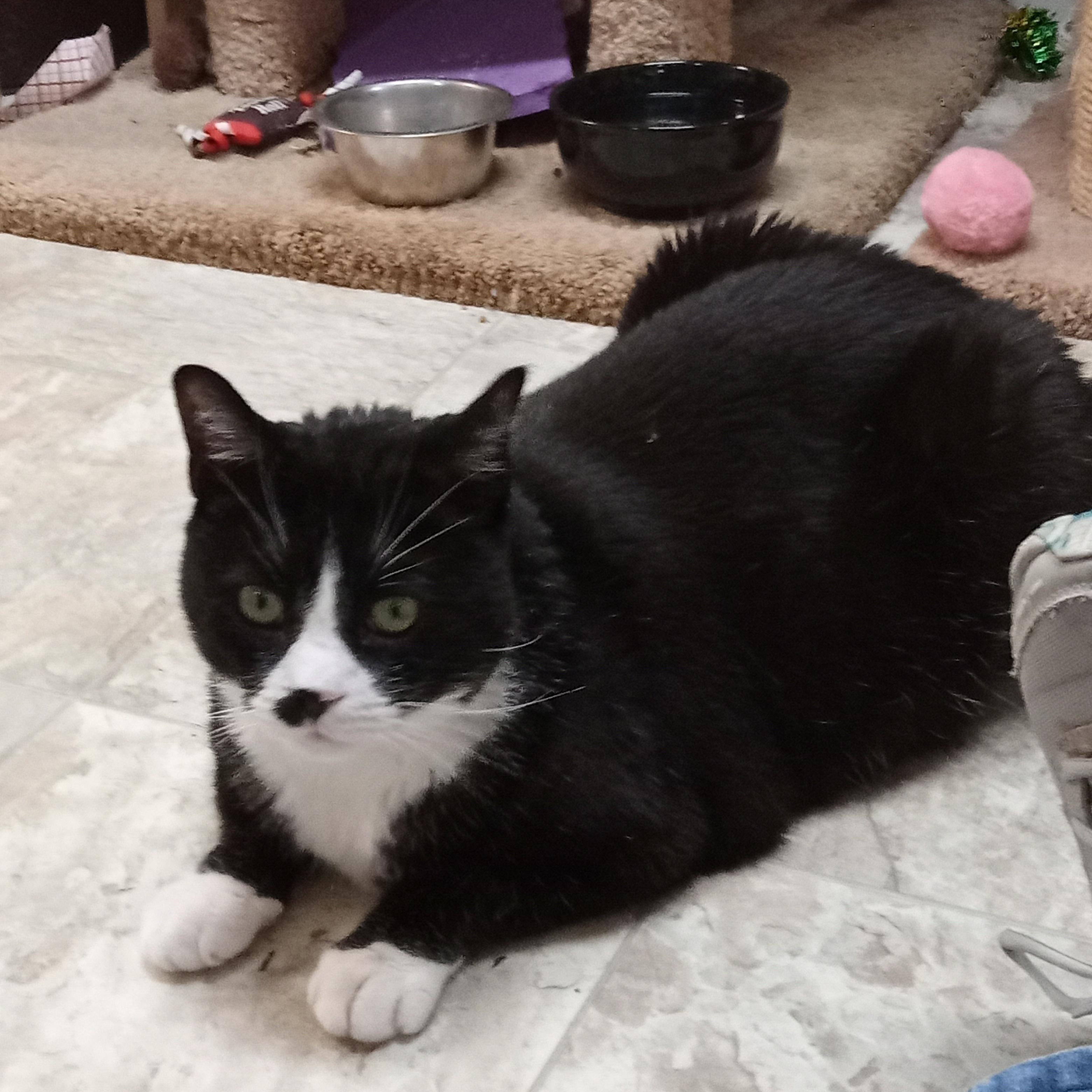 Lawrence, a Adoptable Domestic Short Hair in Chehalis, WA image 5/6