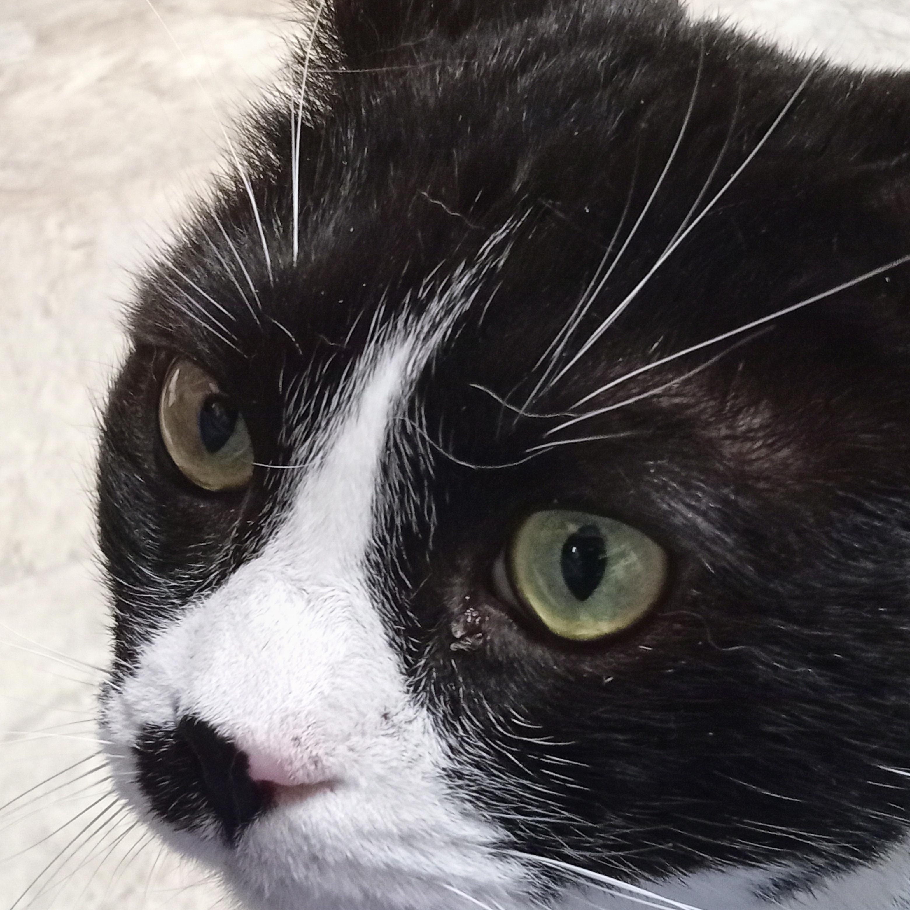 Lawrence, a Adoptable Domestic Short Hair in Chehalis, WA image 6/6