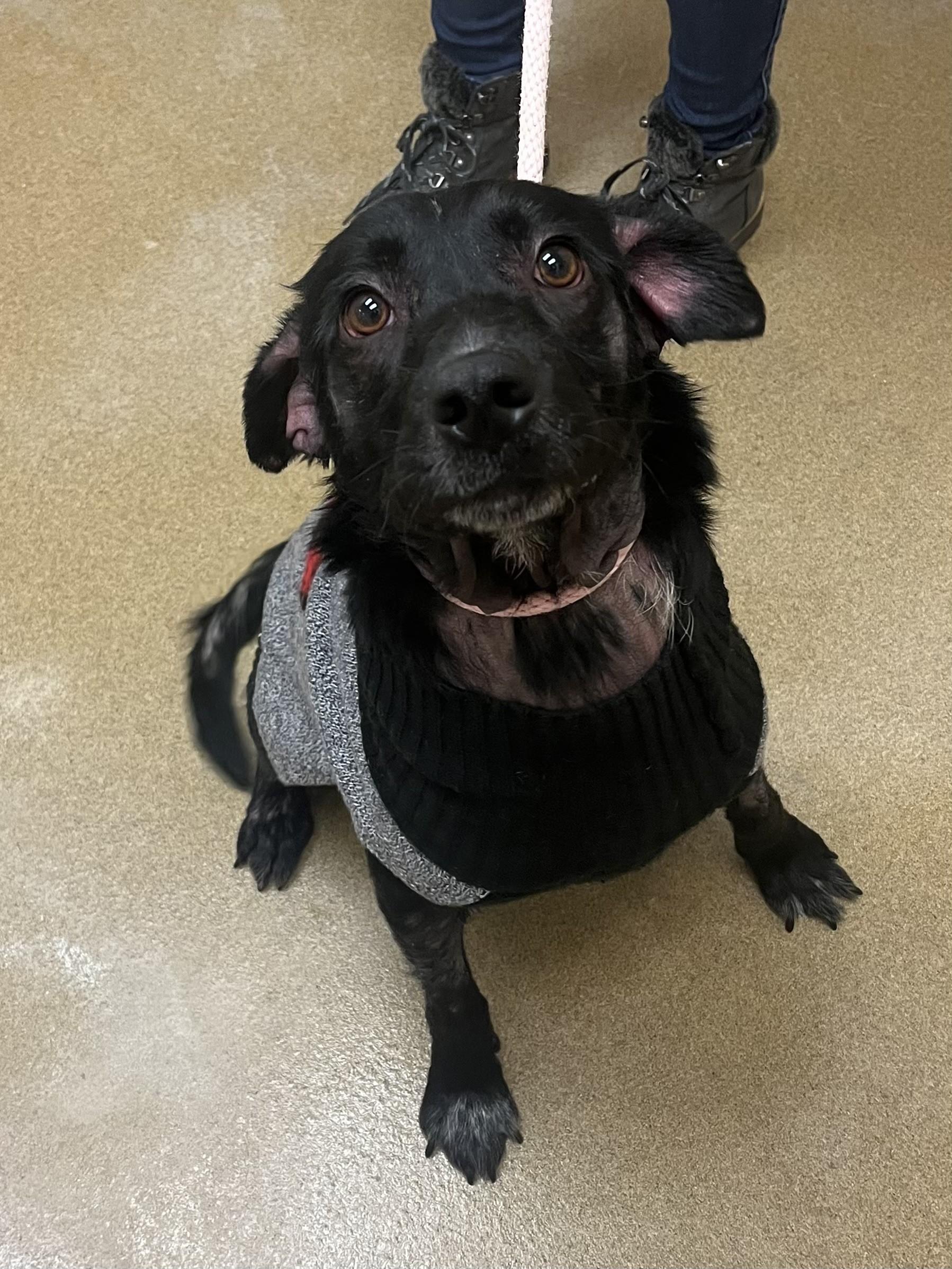 Lala, adopted, Adult Female Labrador Retriever.