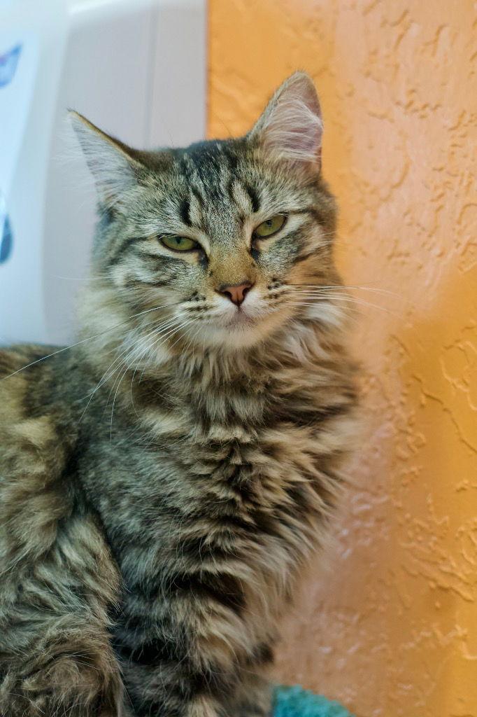 Enlarge Skye, a Adoptable mixed breed in Saint George, UT image 2/3