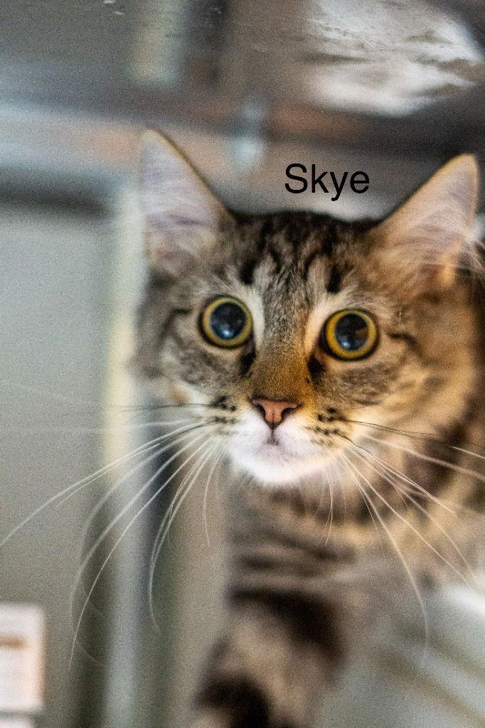 Enlarge Skye, a Adoptable mixed breed in Saint George, UT image 3/3