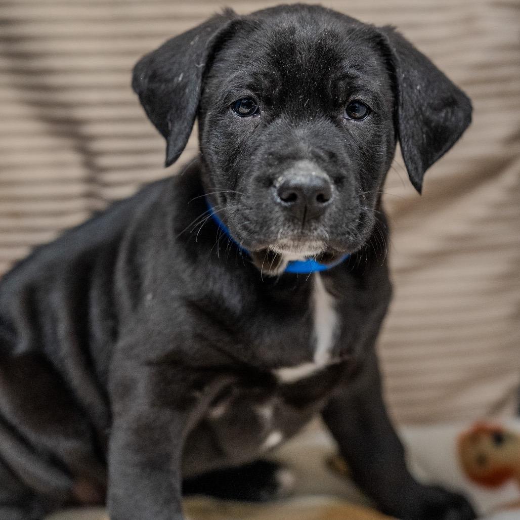 Enlarge Skippy, a Adoptable mixed breed in Pawling, NY image 1/6