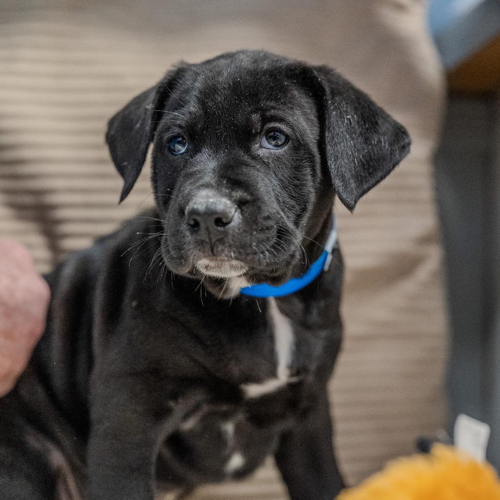 Enlarge Skippy, a Adoptable mixed breed in Pawling, NY image 2/6