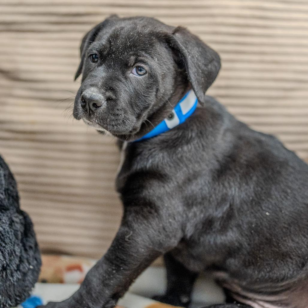 Enlarge Skippy, a Adoptable mixed breed in Pawling, NY image 3/6
